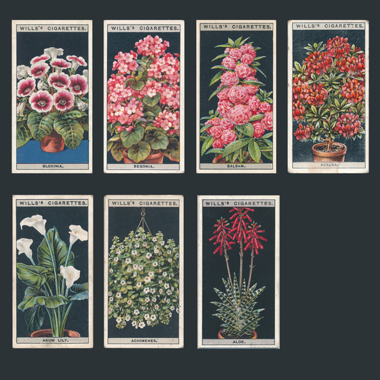 Flower Culture in Pots