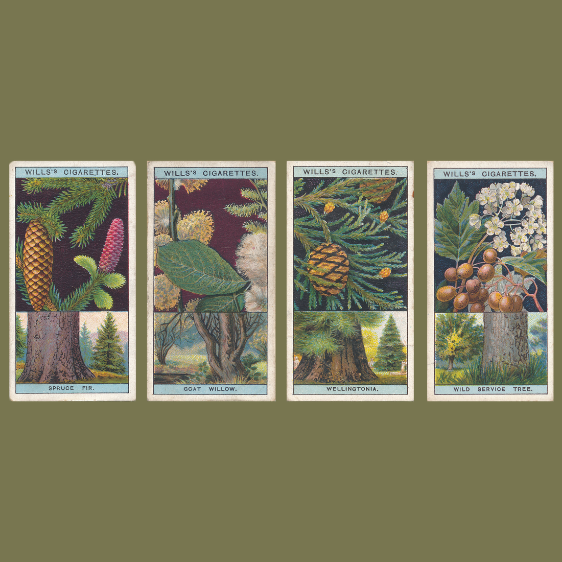 Flowering Trees & Shrubs