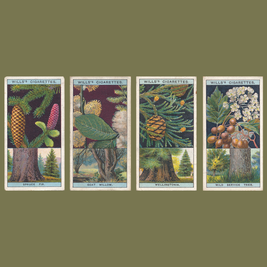 Flowering Trees & Shrubs