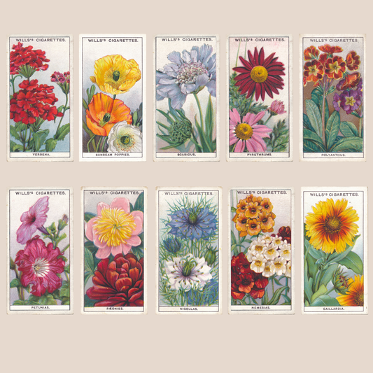 Garden Flowers 2