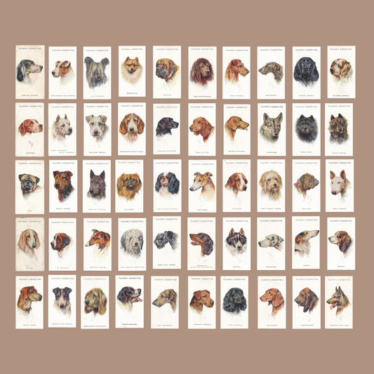 Dog Series