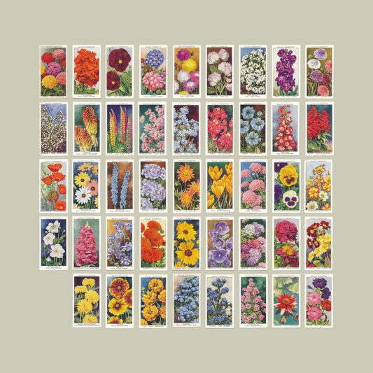 Garden Flowers