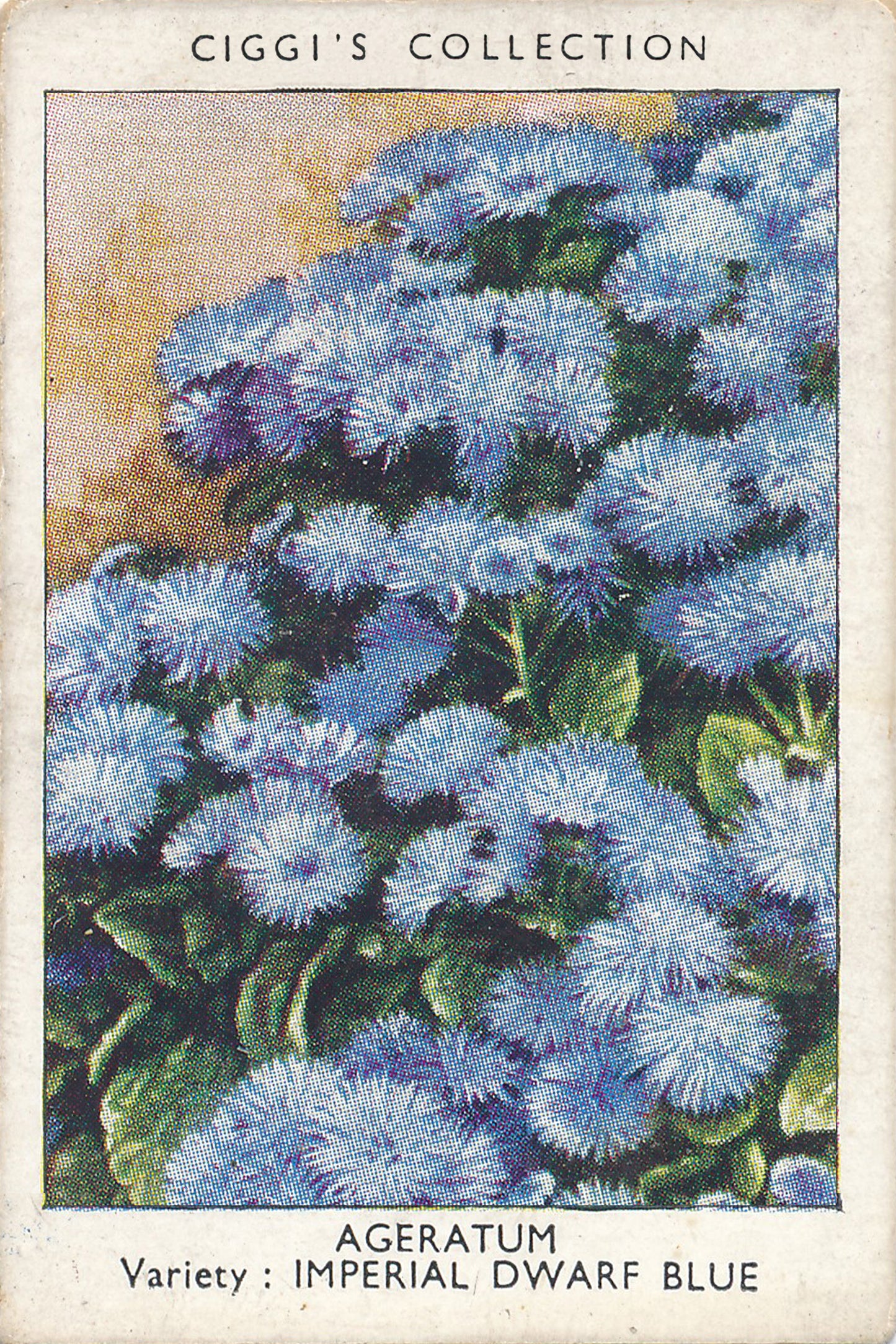 Garden Flowers Series No. 1 - 10 Posters