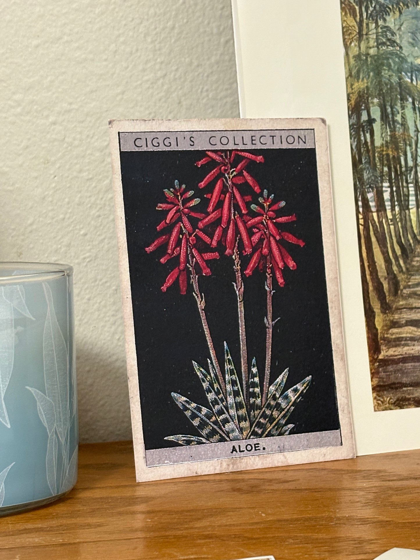Vintage Aloe Plant Print | 1930's Cigarette Card