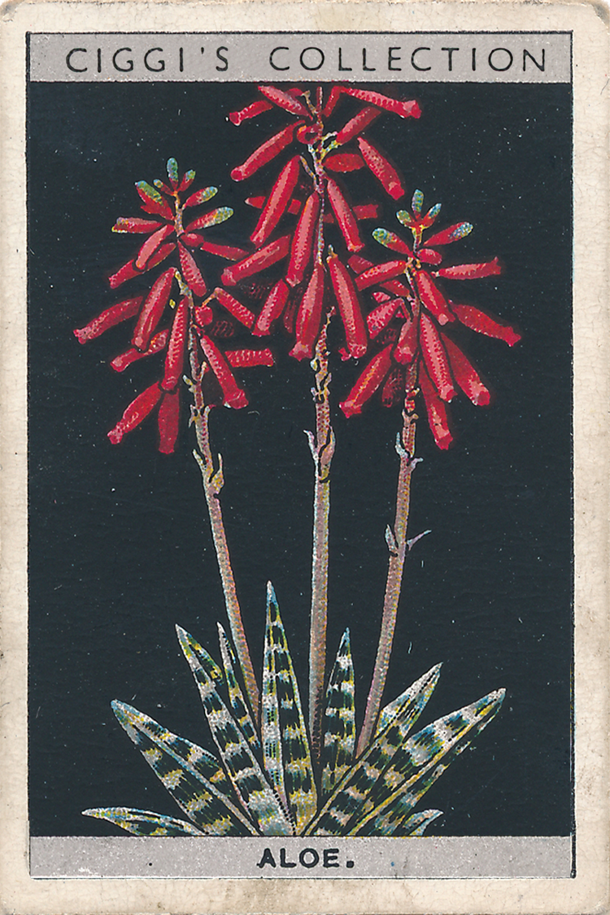 Flower Culture in Pots Posters