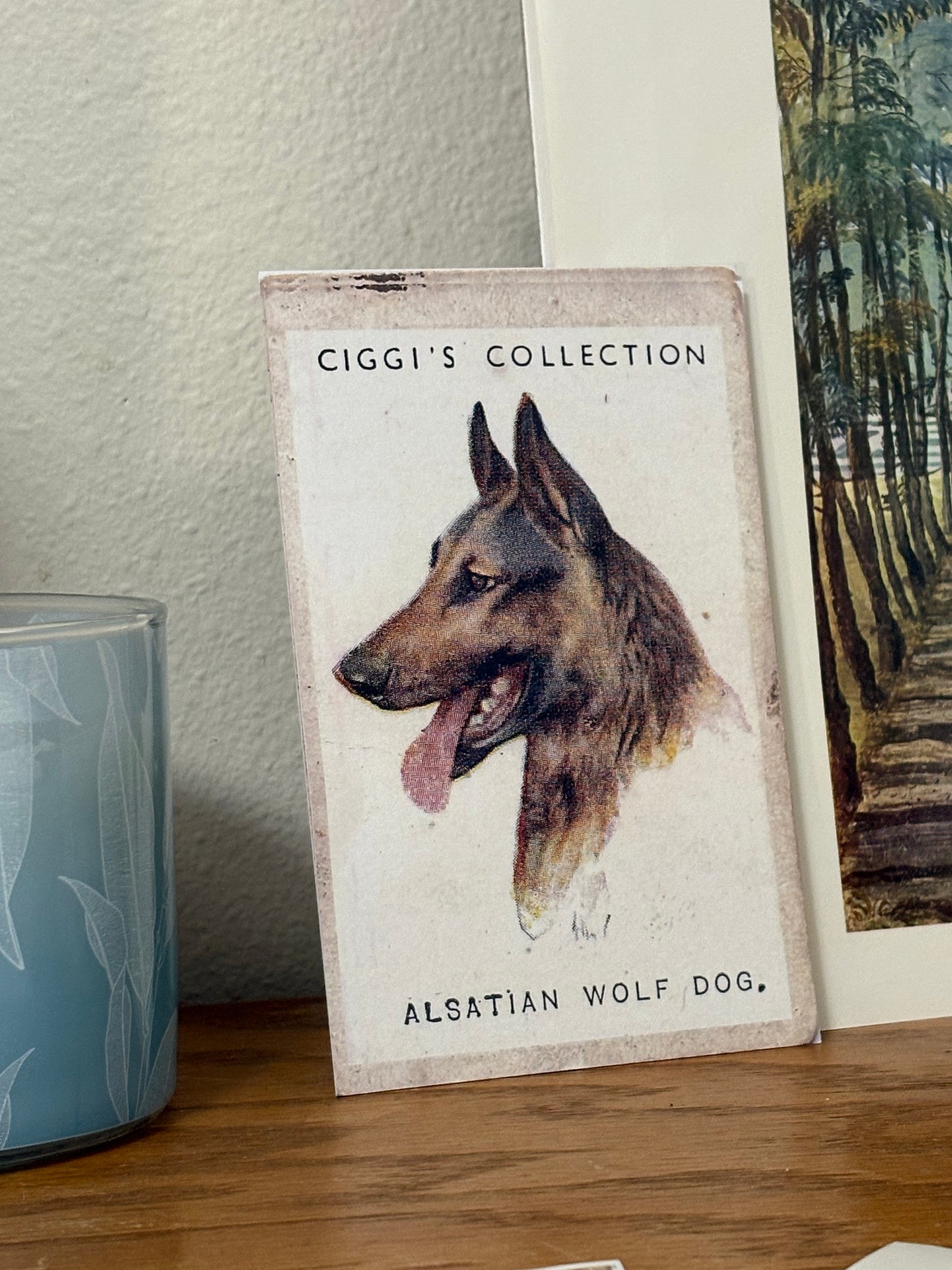 Vintage Alsatian Wolf Dog Print | 1930's Cigarette Card
