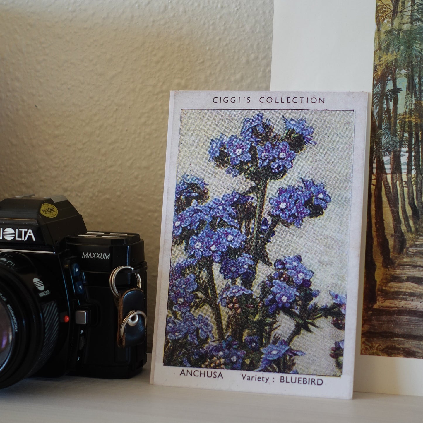 Vintage Anchusa Flower Print | 1930's Cigarette Card