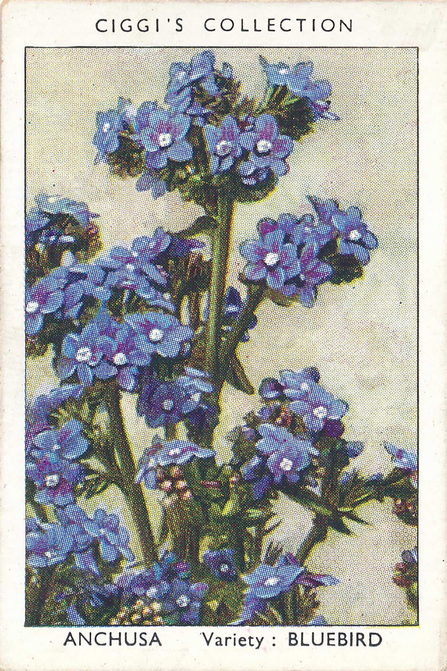 Garden Flowers Series No. 1 - 10 Posters