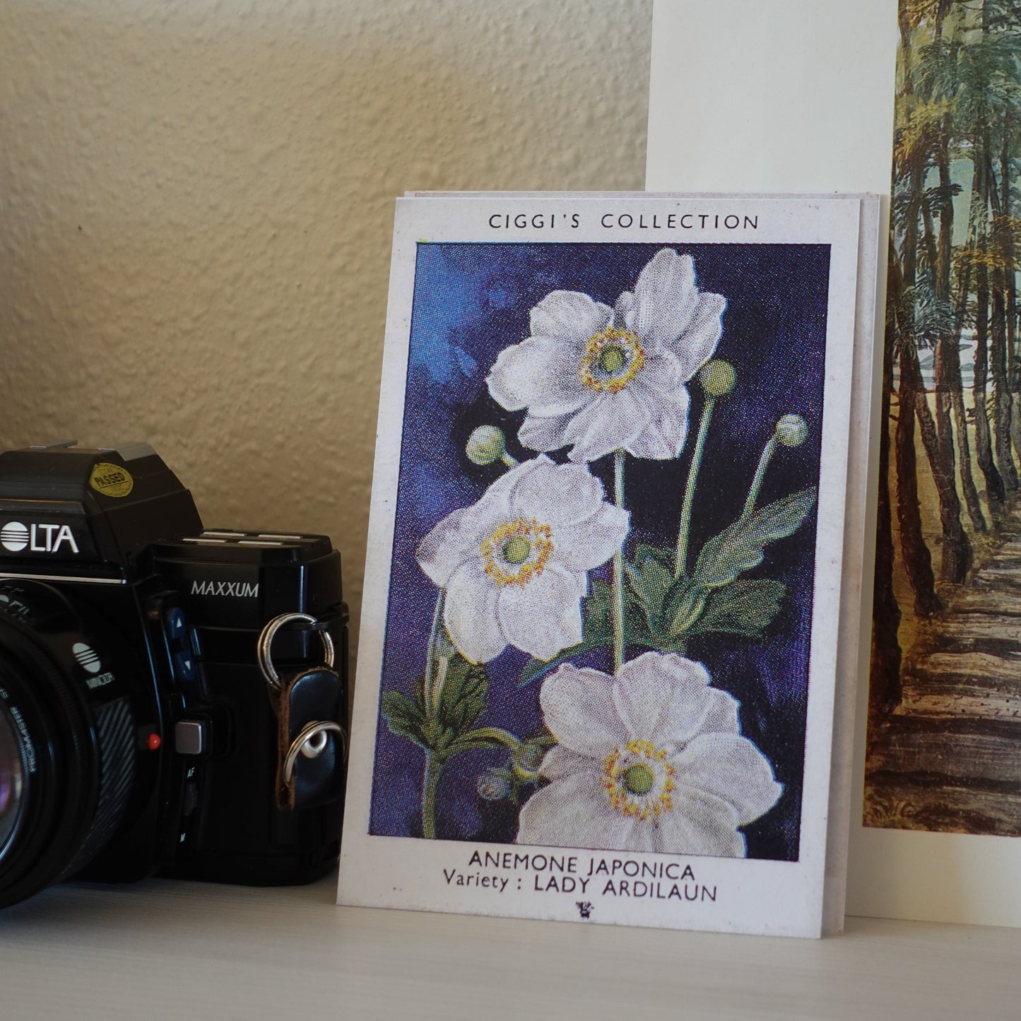 Vintage Anemone Japonica Flower Print | 1930's Cigarette Card