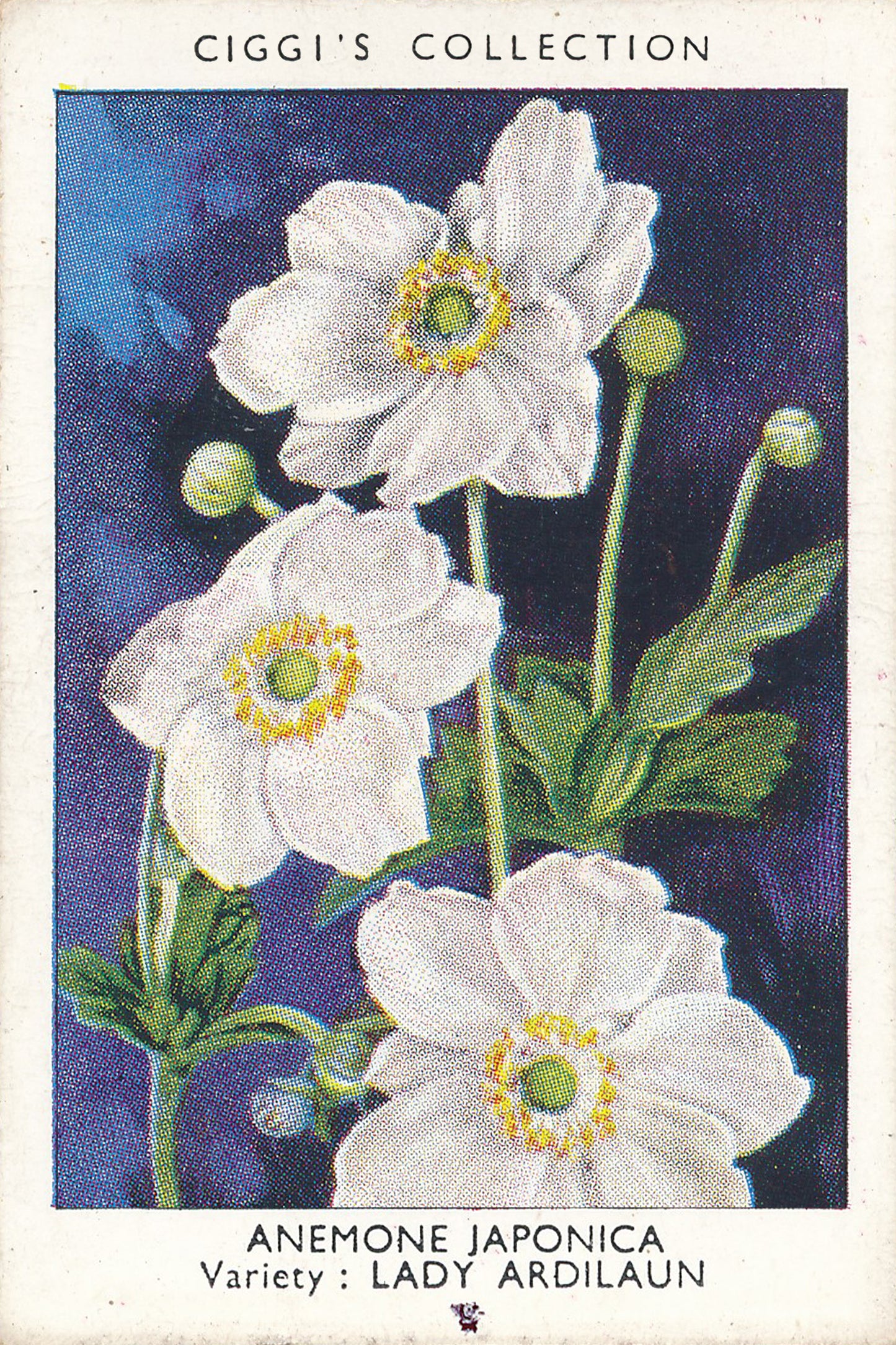 Garden Flowers Series No. 1 - 10 Posters