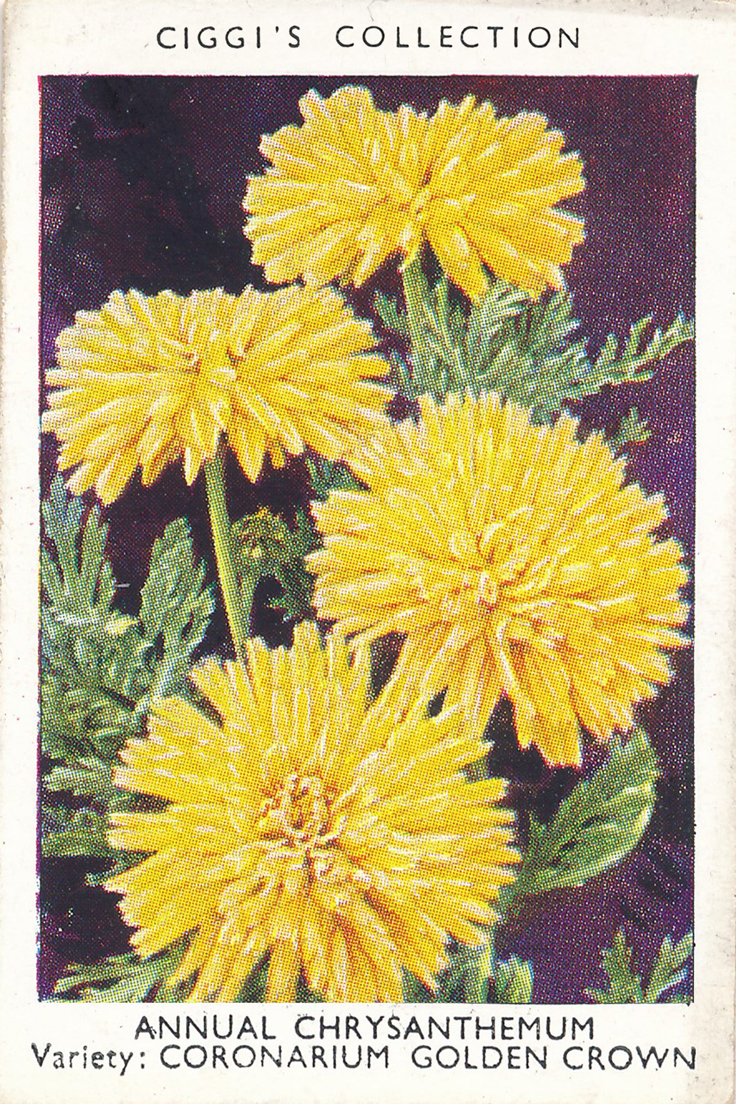 Garden Flowers Series No. 1 - 10 Posters