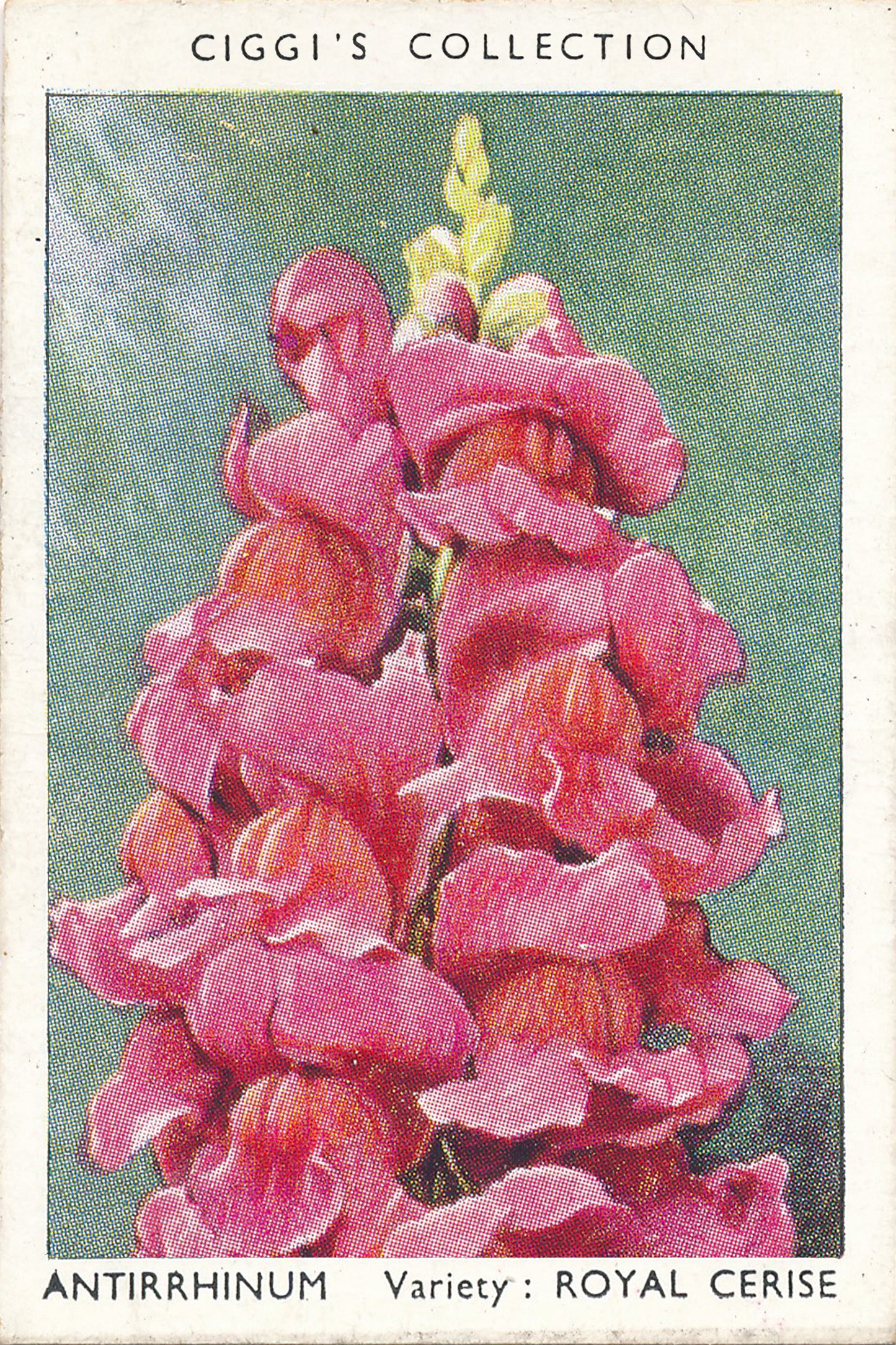 Garden Flowers Series No. 1 - 10 Posters