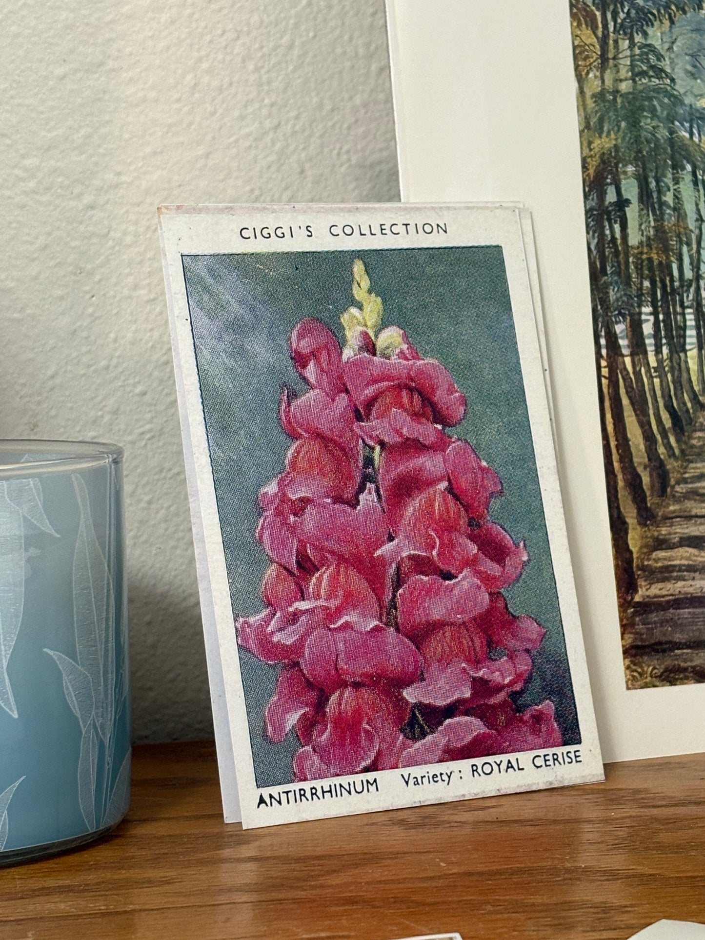 Vintage Antirrhinum Flower Print | 1930's Cigarette Card