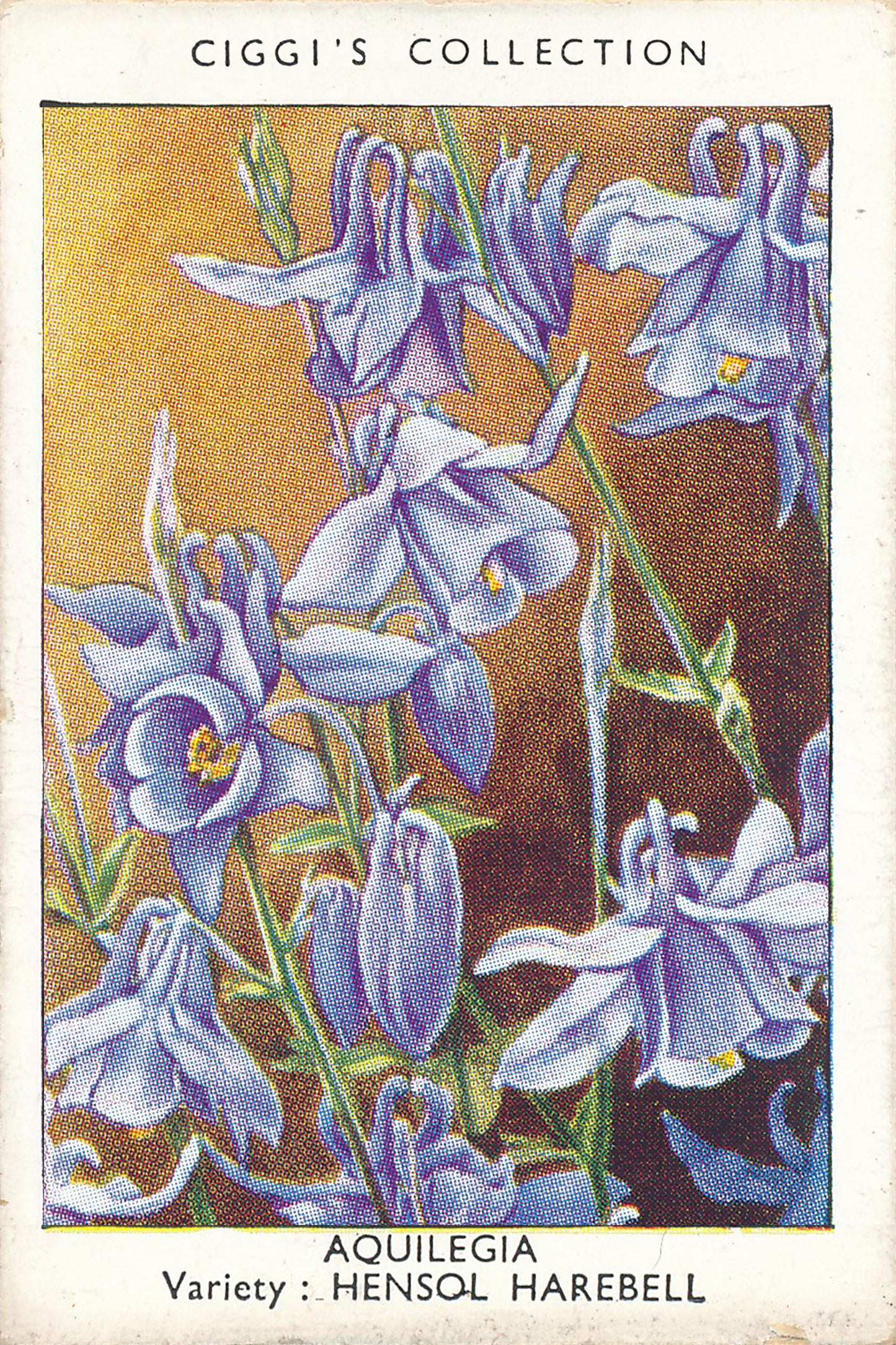 Garden Flowers Series No. 1 - 10 Posters