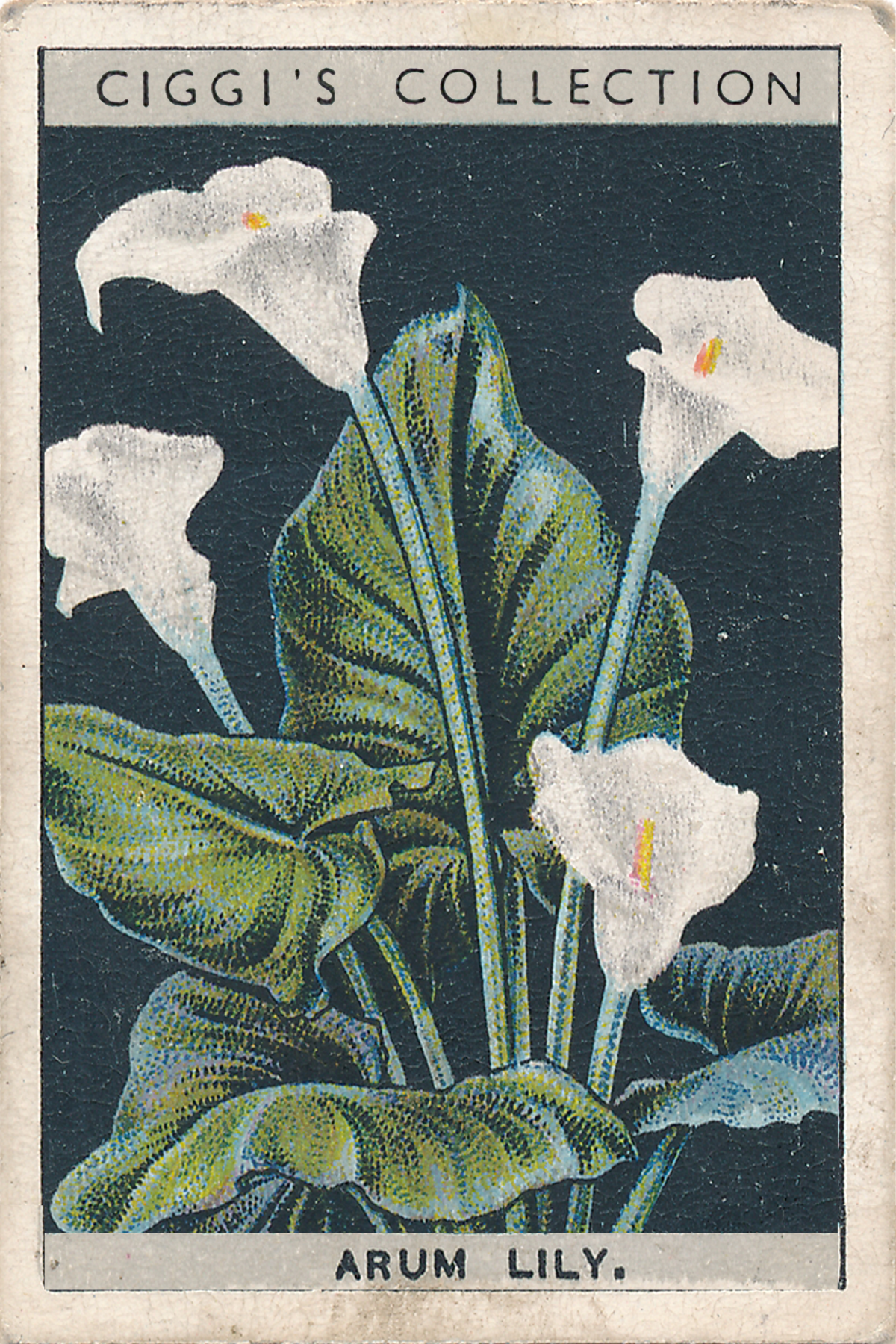 Flower Culture in Pots Posters