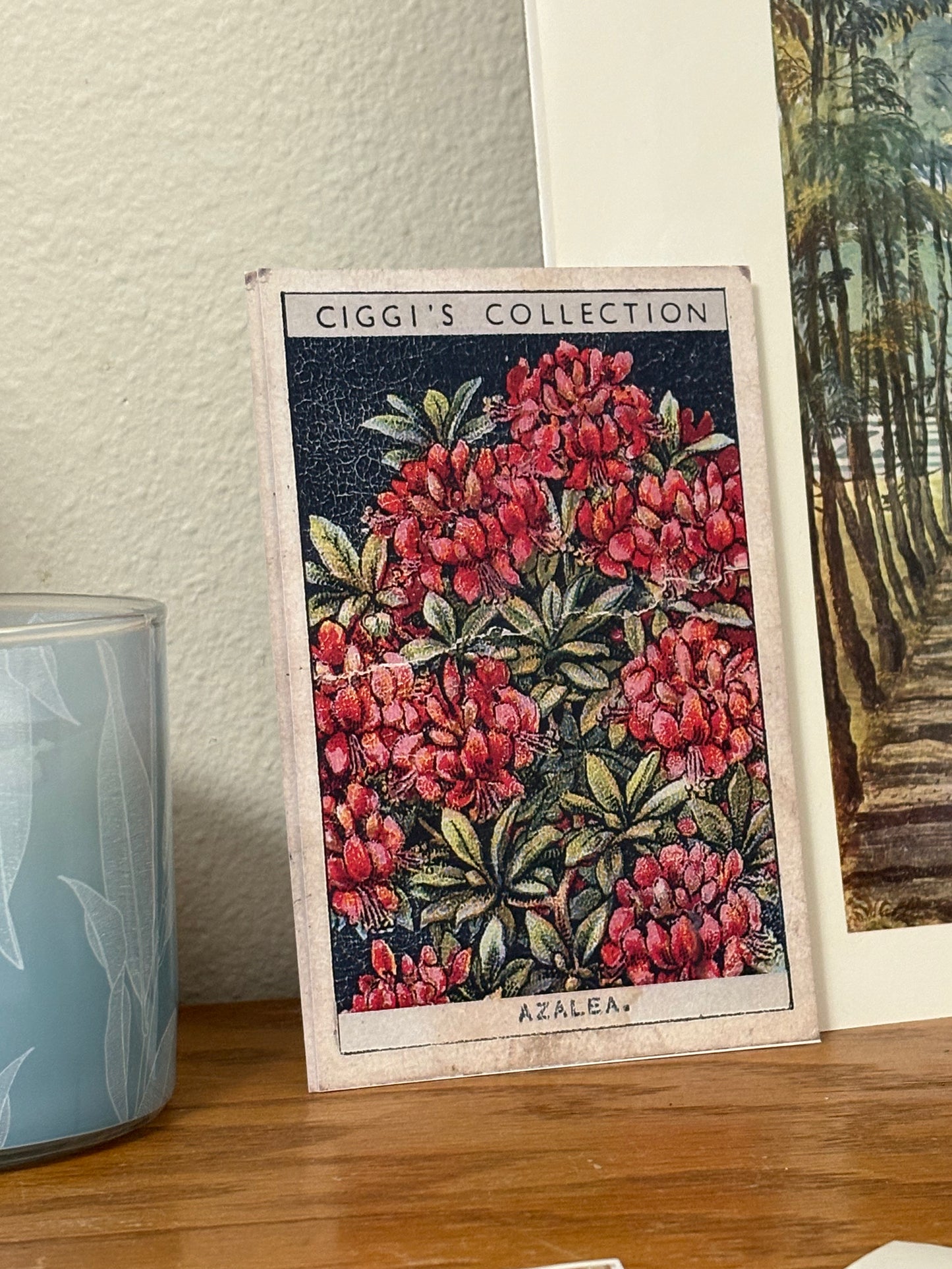 Vintage Azalea Flower Print | 1930's Cigarette Card