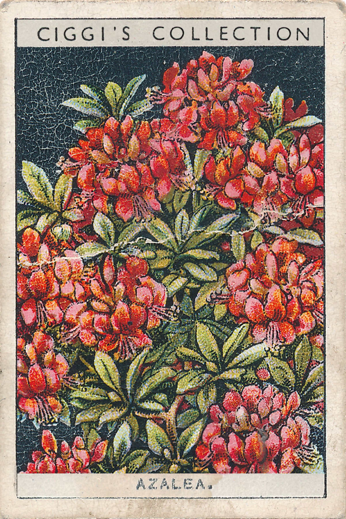 Flower Culture in Pots Posters