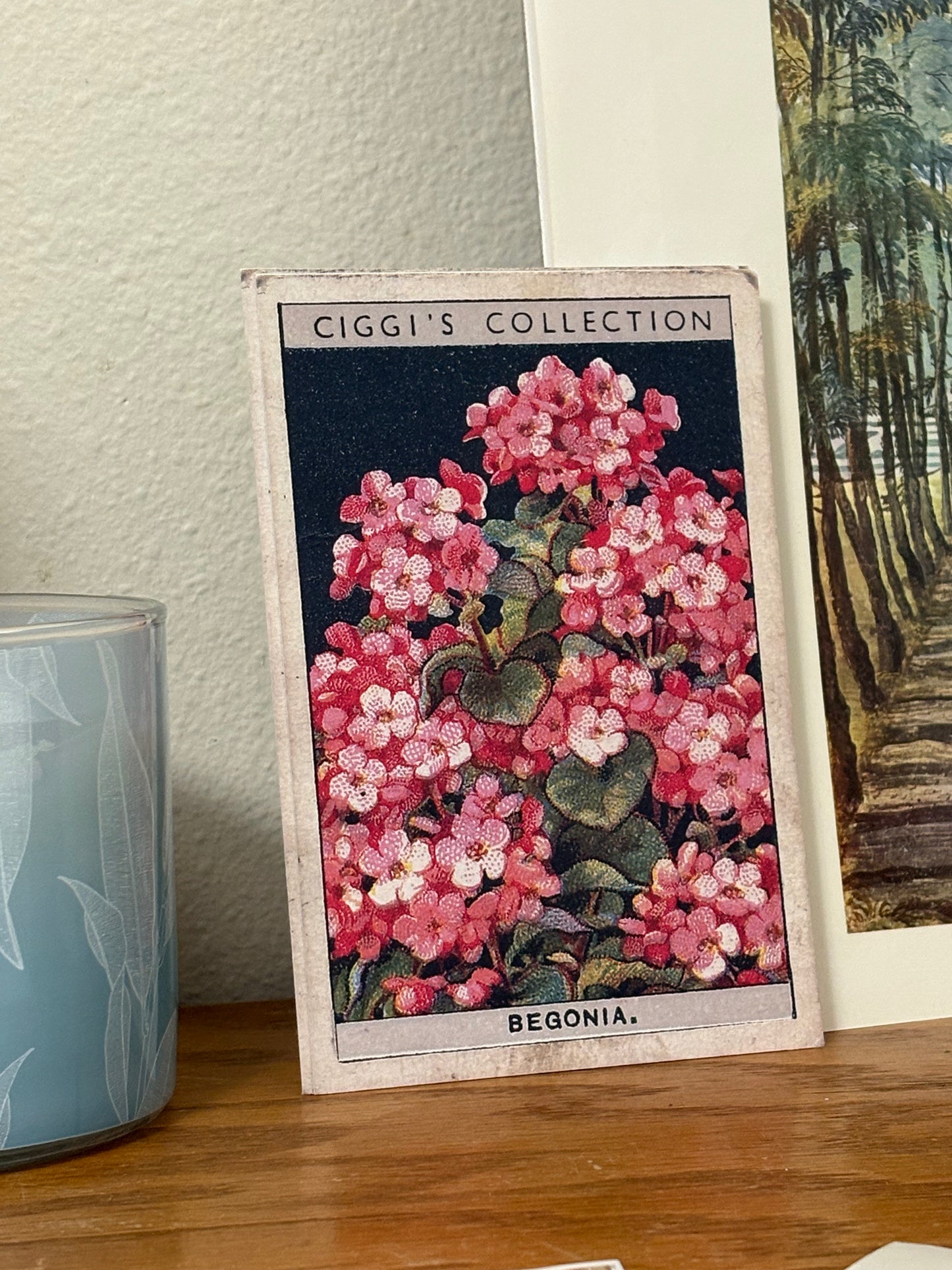 Vintage Begonia Flower Print | 1930's Cigarette Card