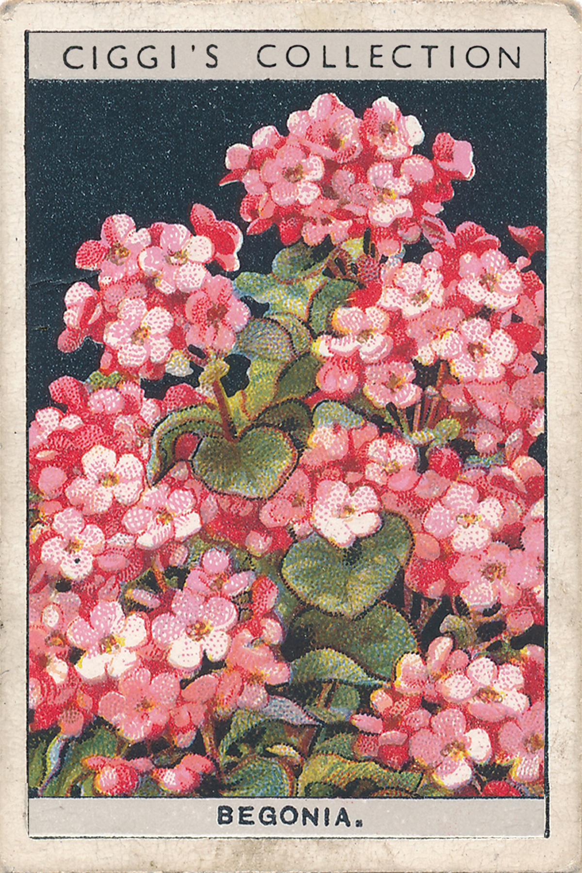 Flower Culture in Pots Posters