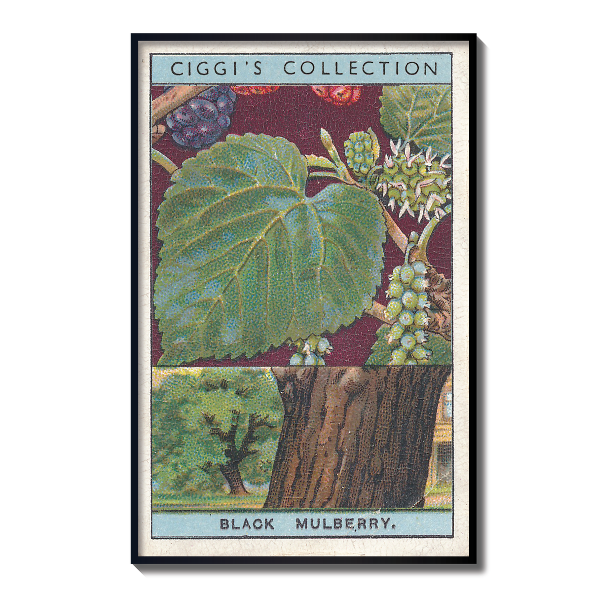 Vintage Black Mulbery Tree Print | 1930's Cigarette Card