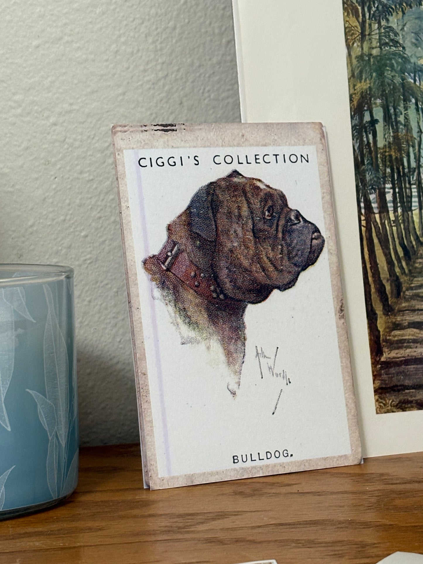 Vintage Bulldog Dog Print | 1930's Cigarette Card