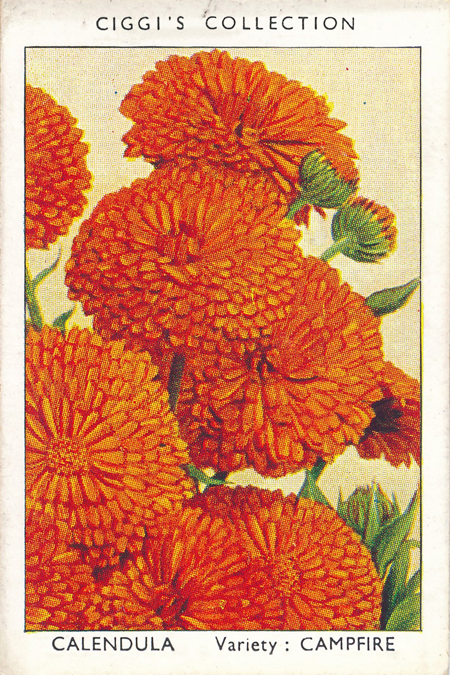 Garden Flowers Series No. 1 - 10 Posters