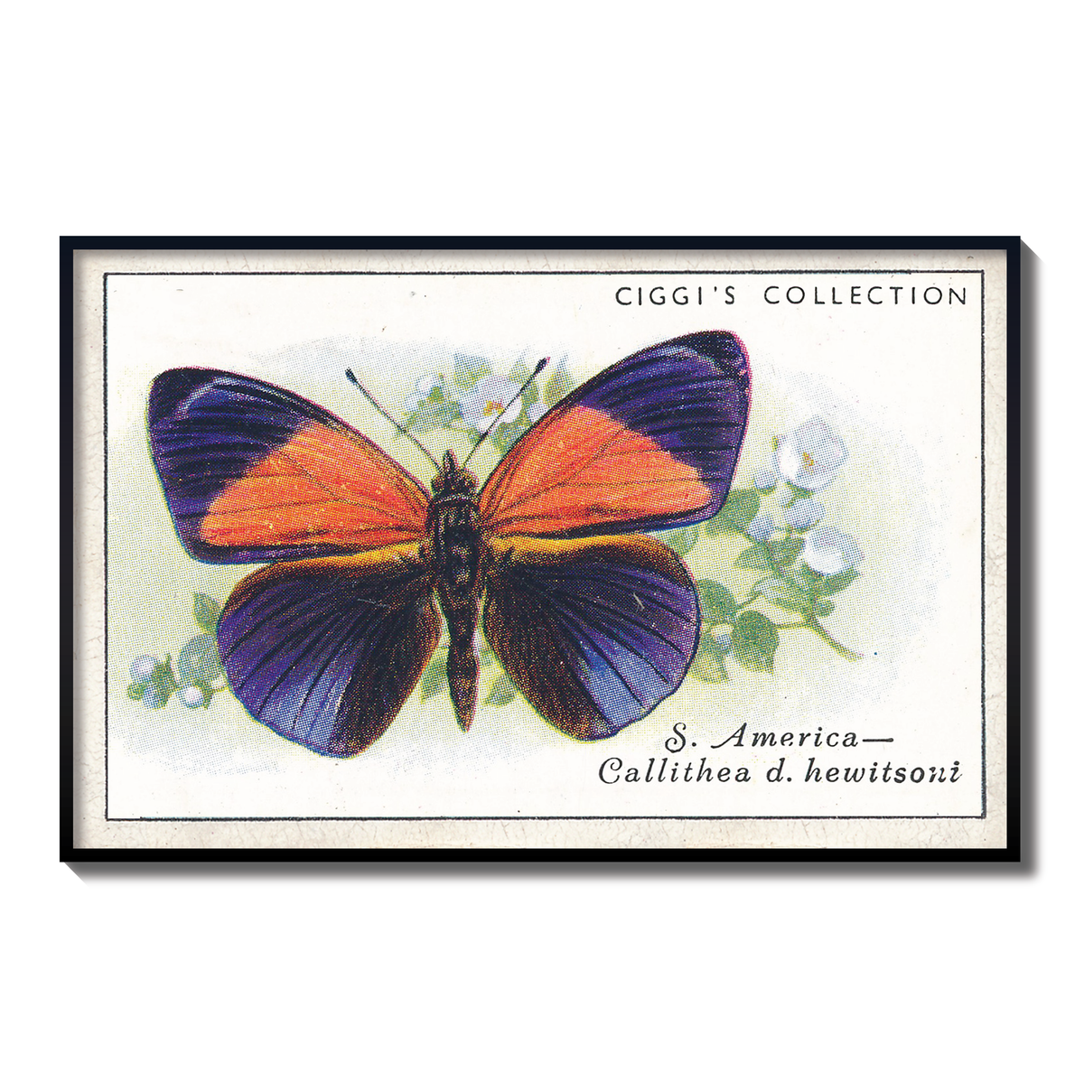 Vintage Calilthea D Butterfly Print | 1930s Cigarette Card Art
