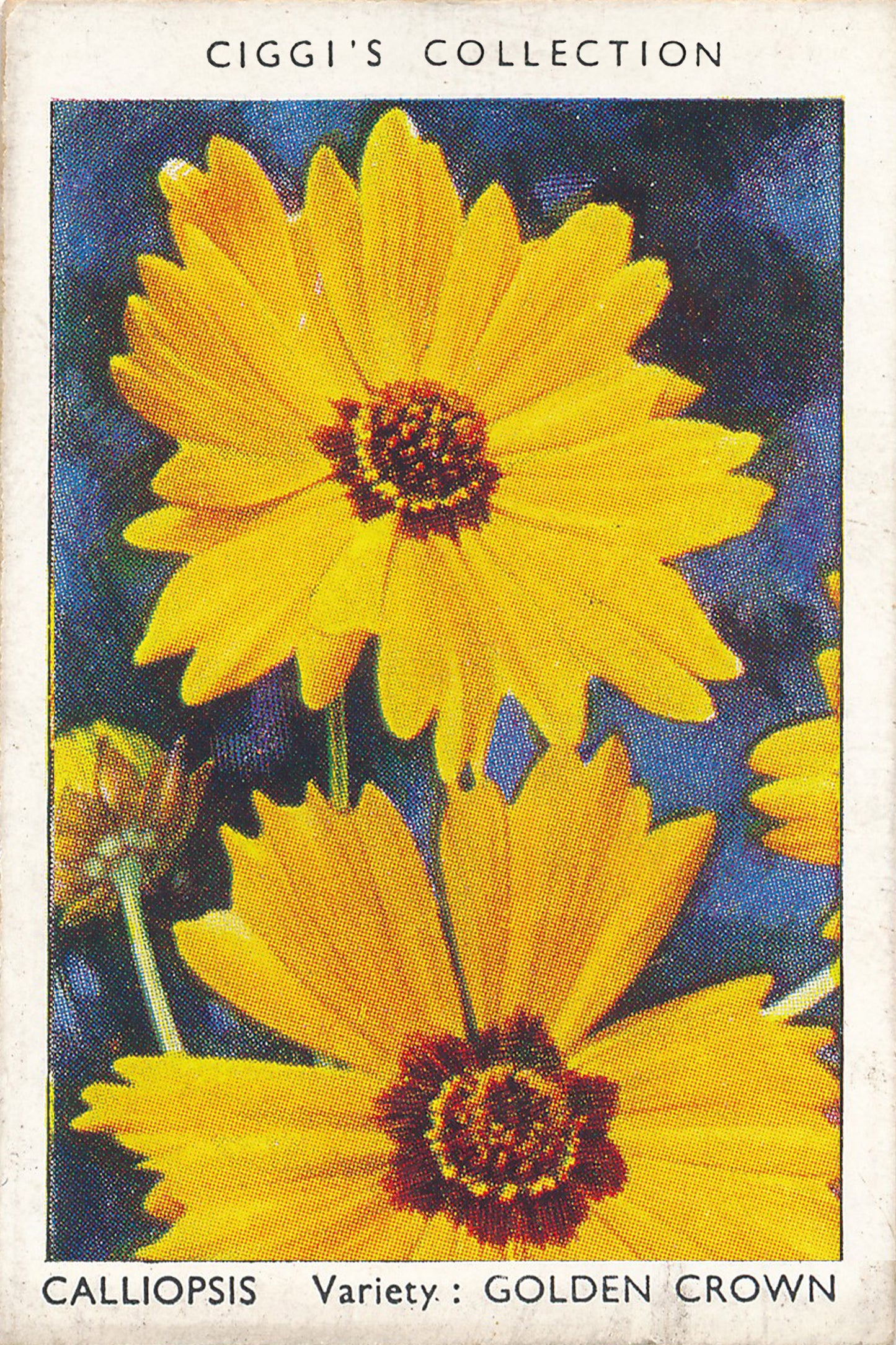 Garden Flowers Series No. 1 - 10 Posters