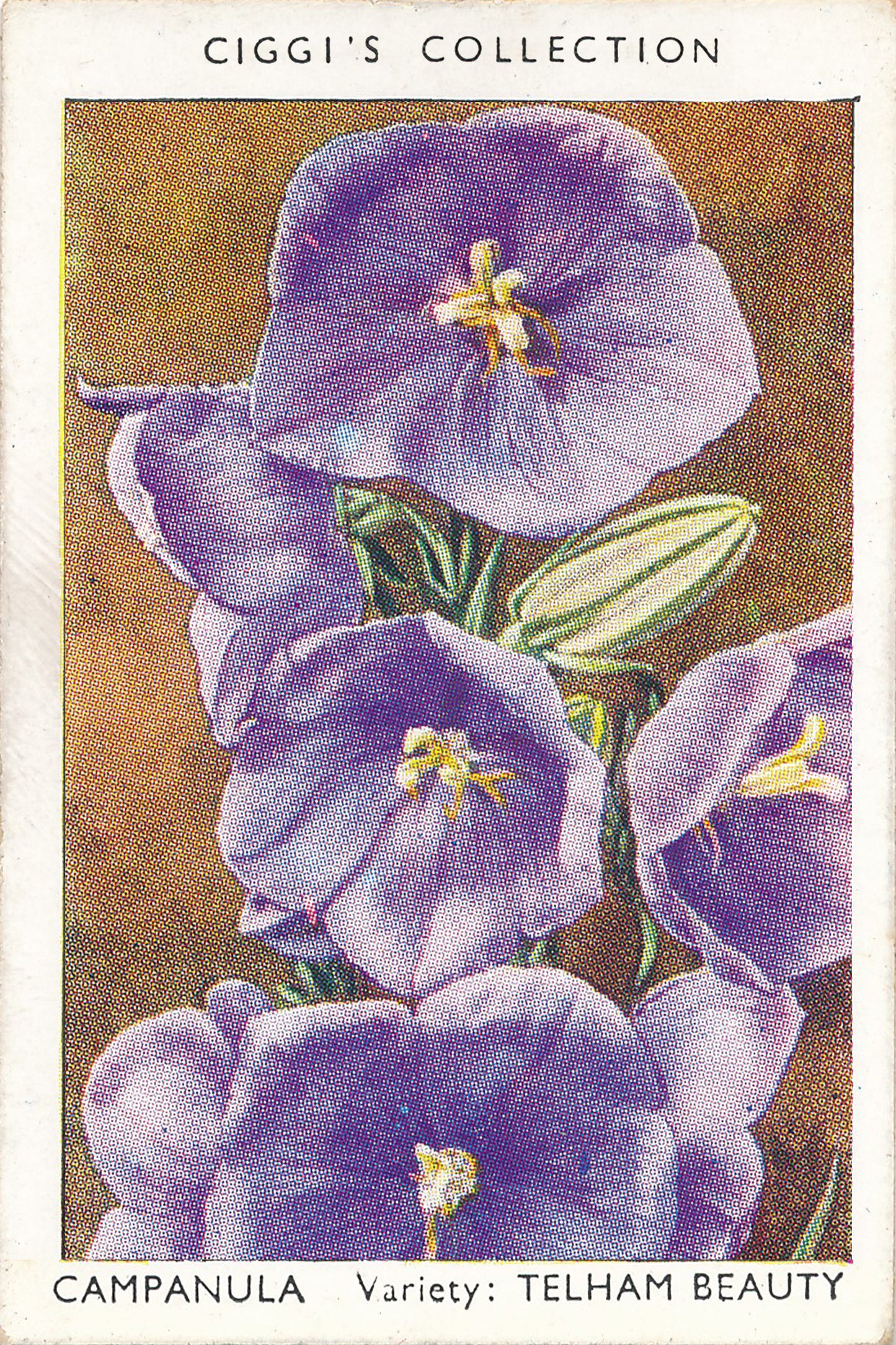 Garden Flowers Series No. 1 - 10 Posters