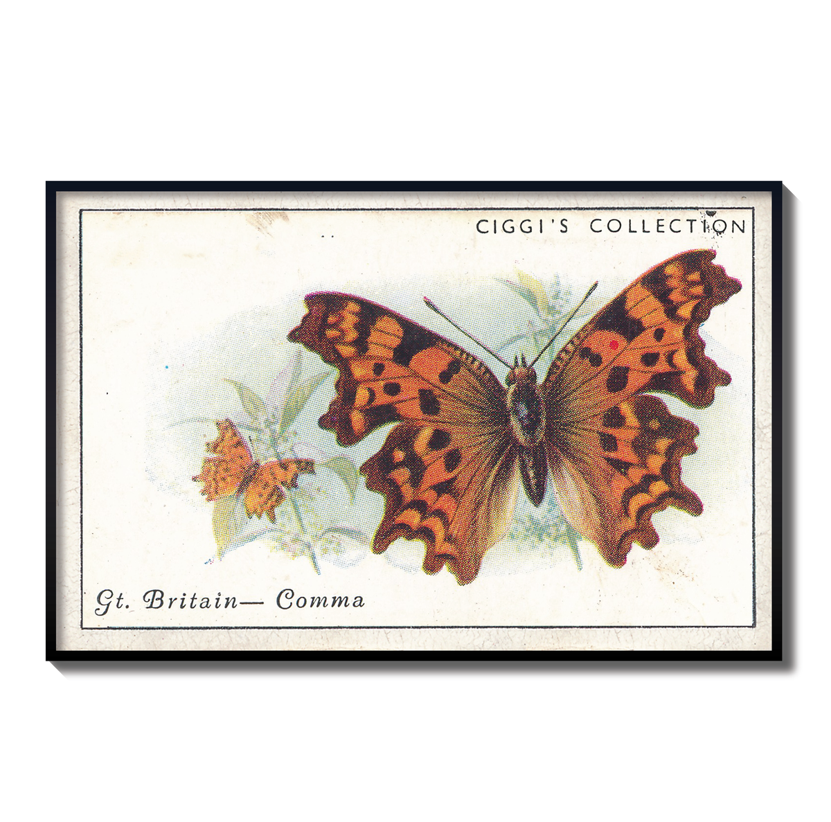 Vintage Comma Butterfly Print | 1930s Cigarette Card Art