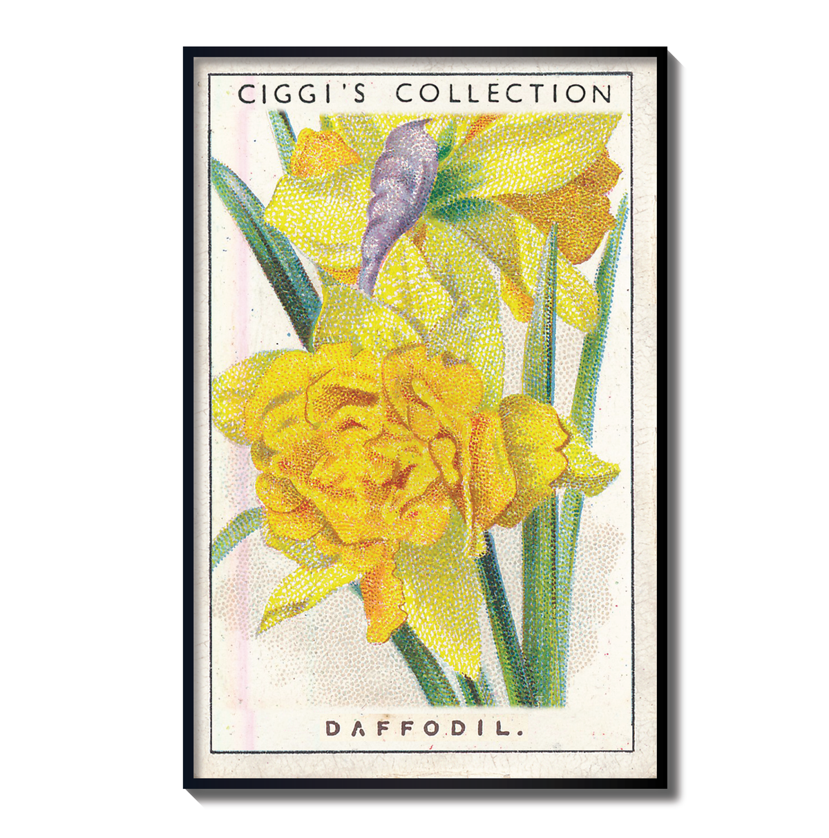 Vintage Daffodil Flower Print | 1930's Cigarette Card
