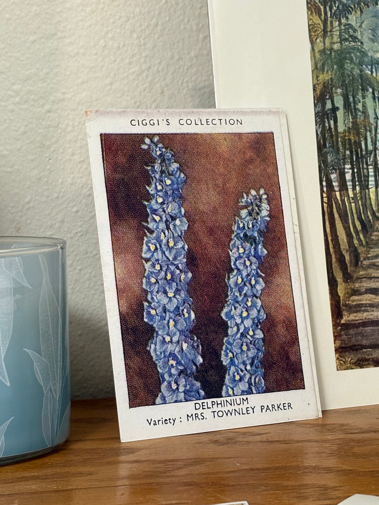 Vintage Delphinium Flower Print | 1930's Cigarette Card