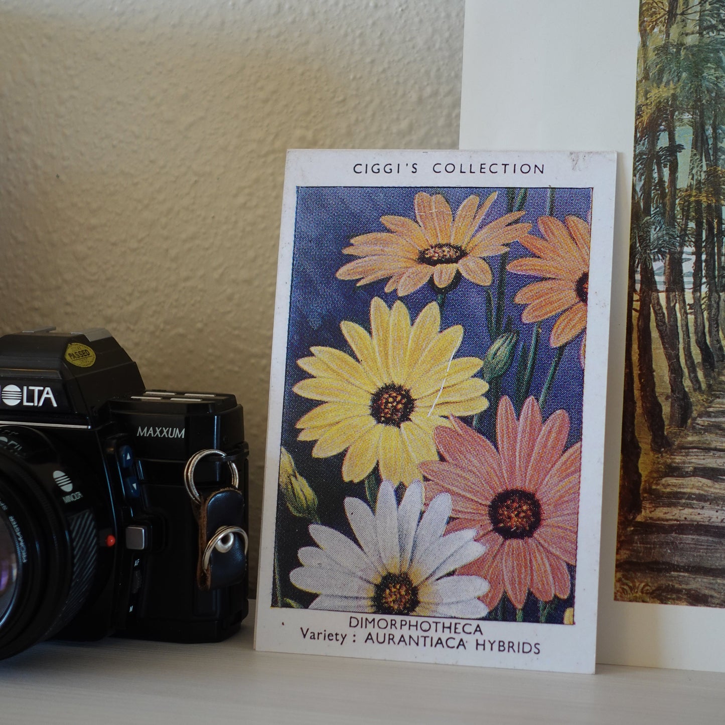 Vintage Dimorphotheca Flower Print | 1930's Cigarette Card