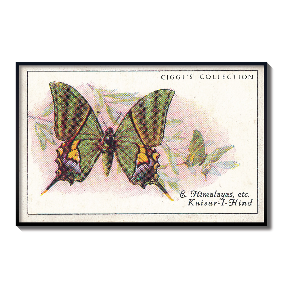 Vintage East Himalayas Butterfly Print | 1930s Cigarette Card Art