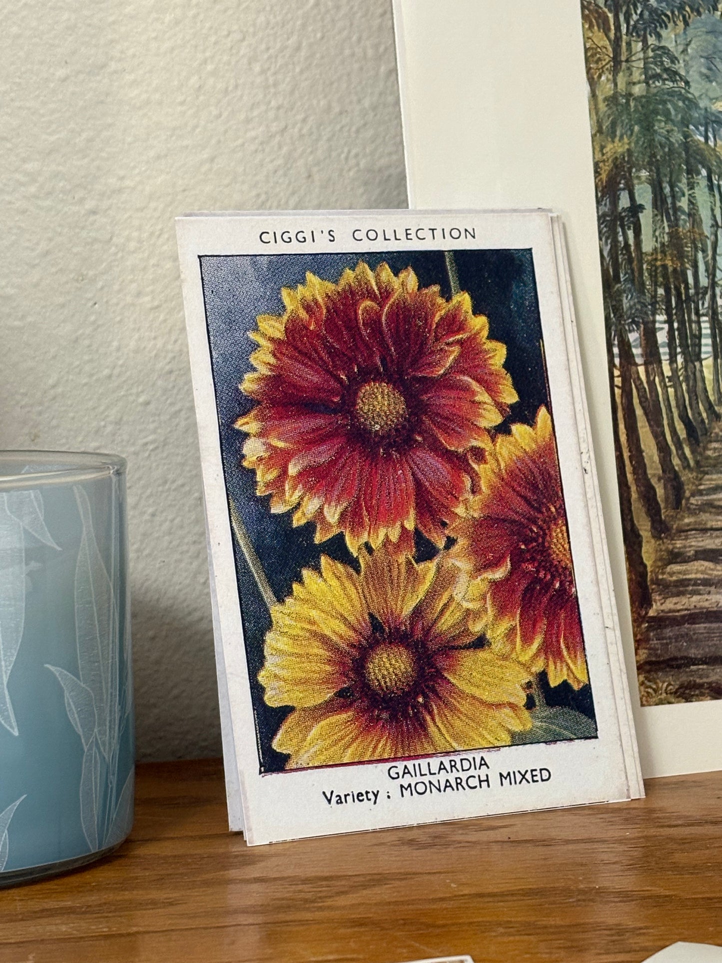 Vintage Gaillardia Blanket Flower Print #1 | 1930s Cigarette Card Art