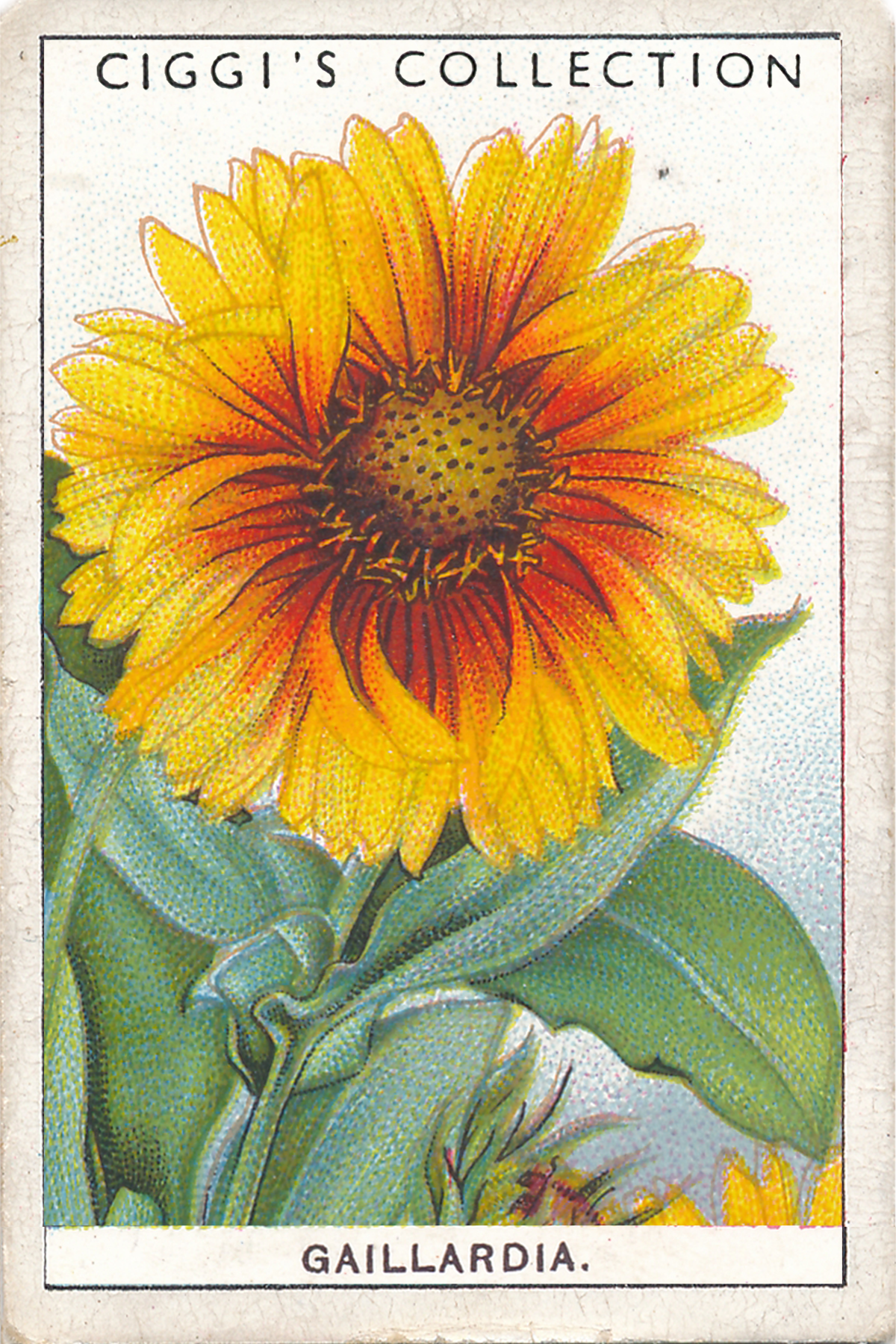 Garden Flowers 2 Posters
