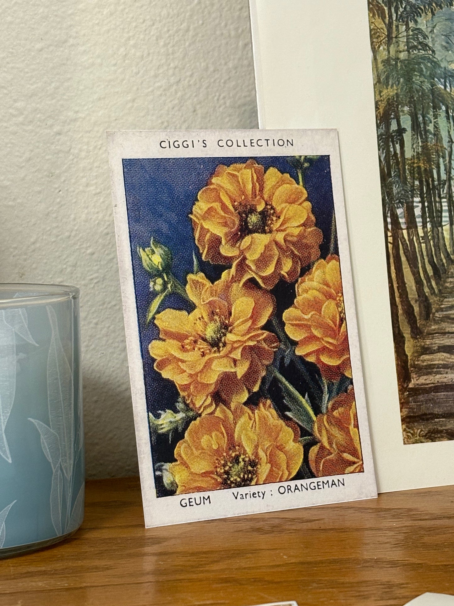 Vintage Geum Avens Flower Print | 1930s Cigarette Card Art