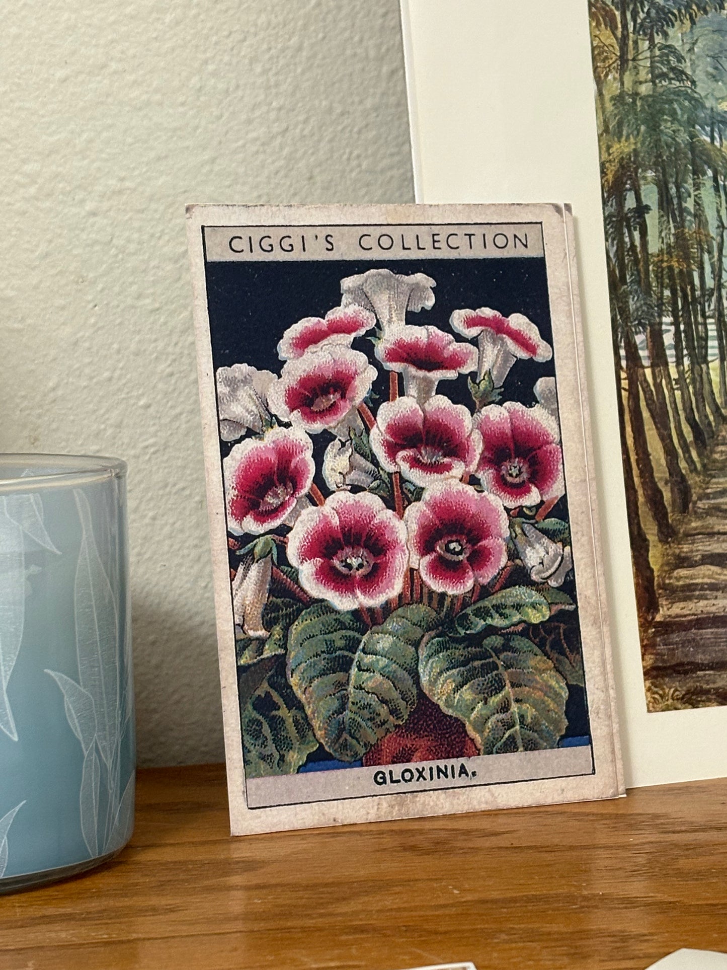 Vintage Gloxinia Flower Print | 1930s Cigarette Card Art