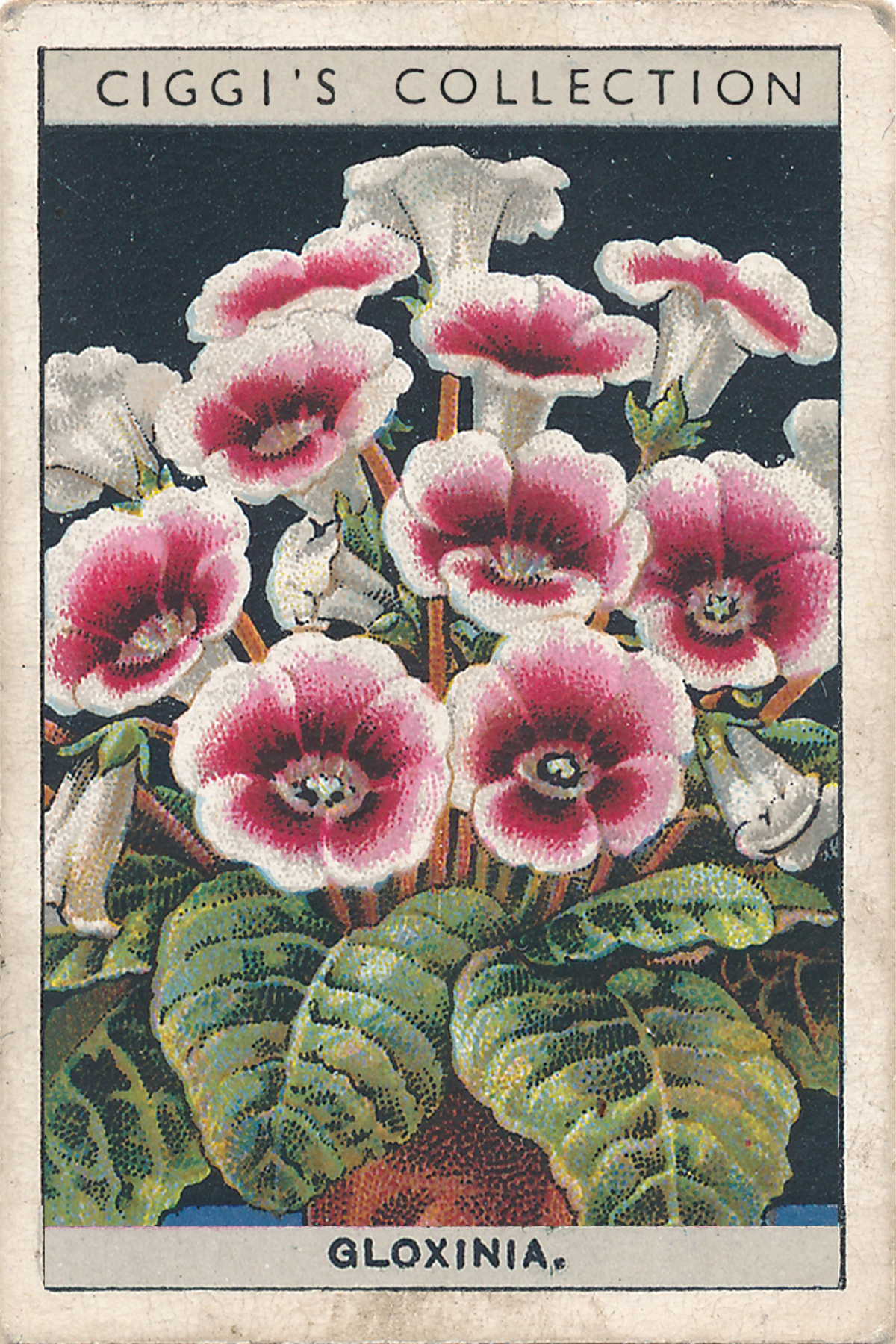 Flower Culture in Pots Posters