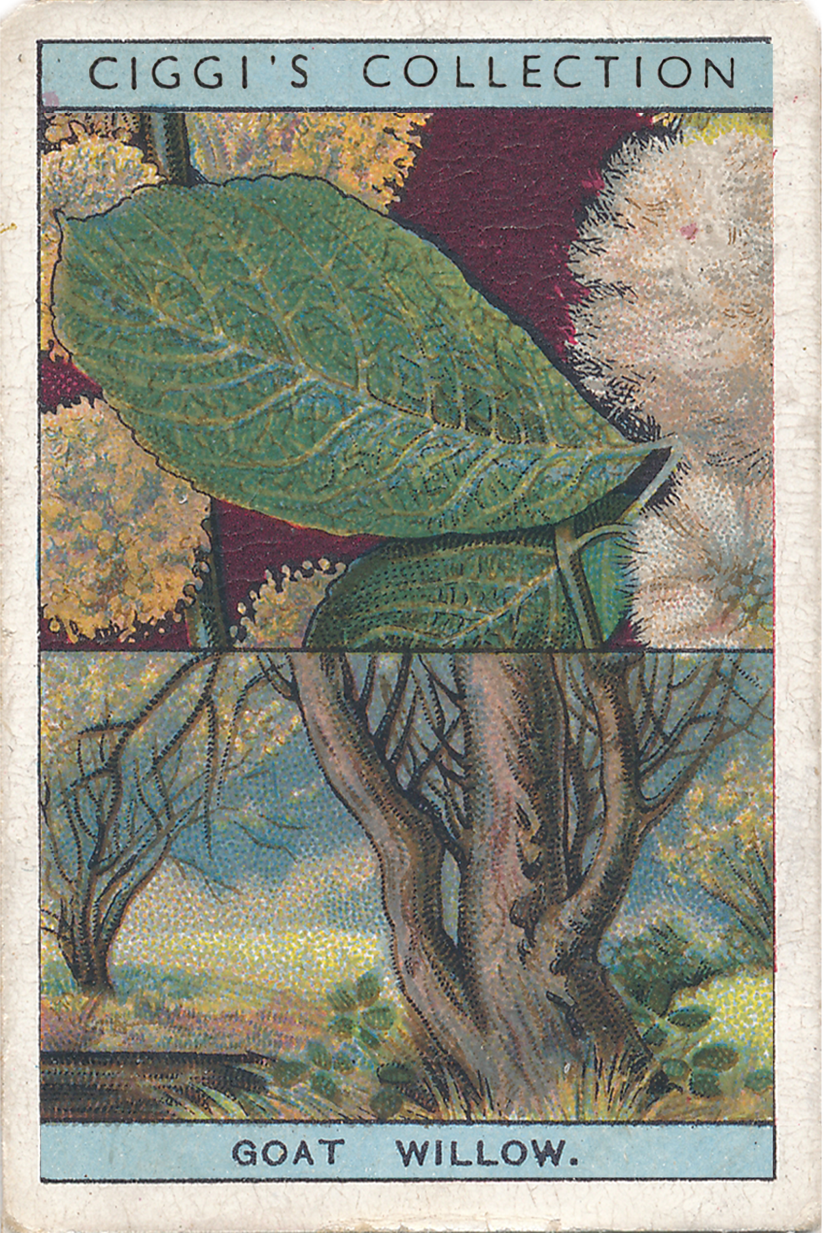 Flowering Trees & Shrubs Posters