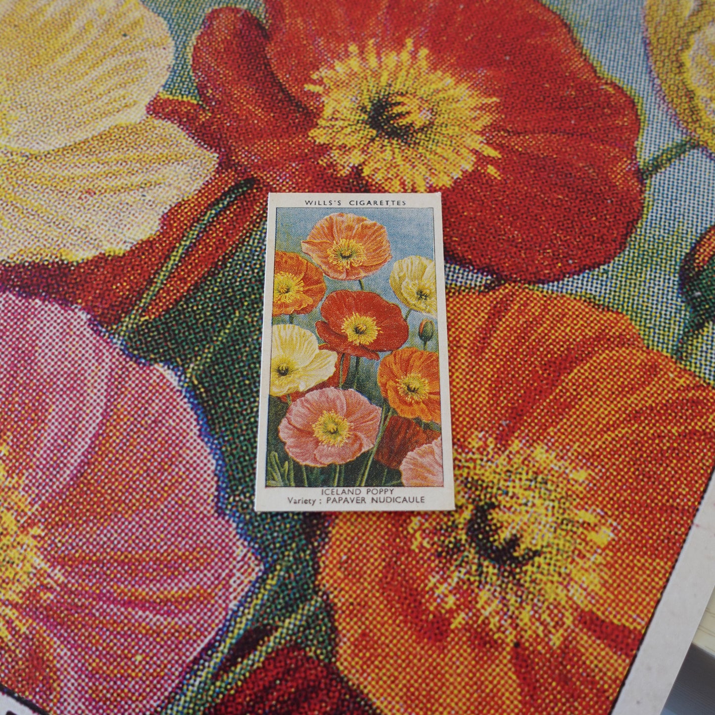 Vintage Iceland Poppy Flower Print | 1930's Cigarette Card