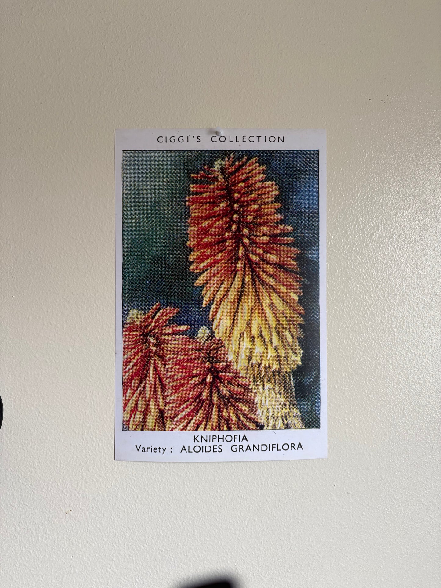 Vintage Kniphofia Red Hot Poker Print | 1930s Cigarette Card Art