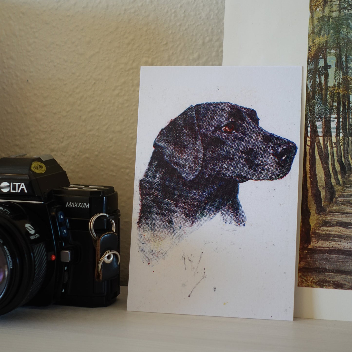 Vintage Labrador Retriever Dog Print | 1930's Cigarette Card