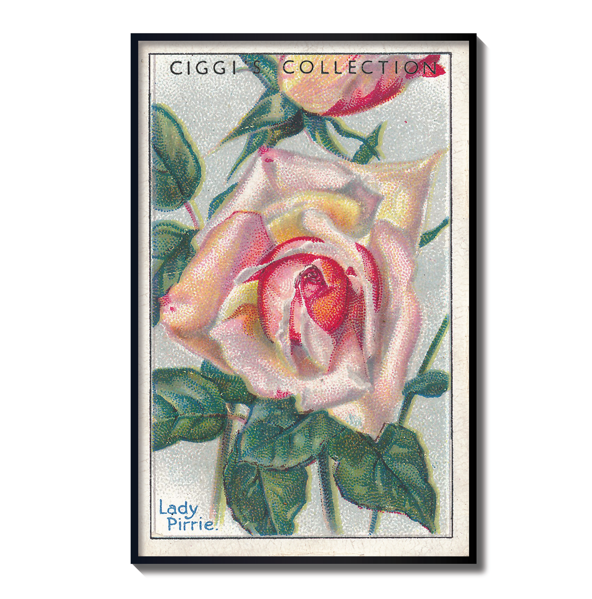 Vintage Lady Pirrie Flower Print | 1930's Cigarette Card