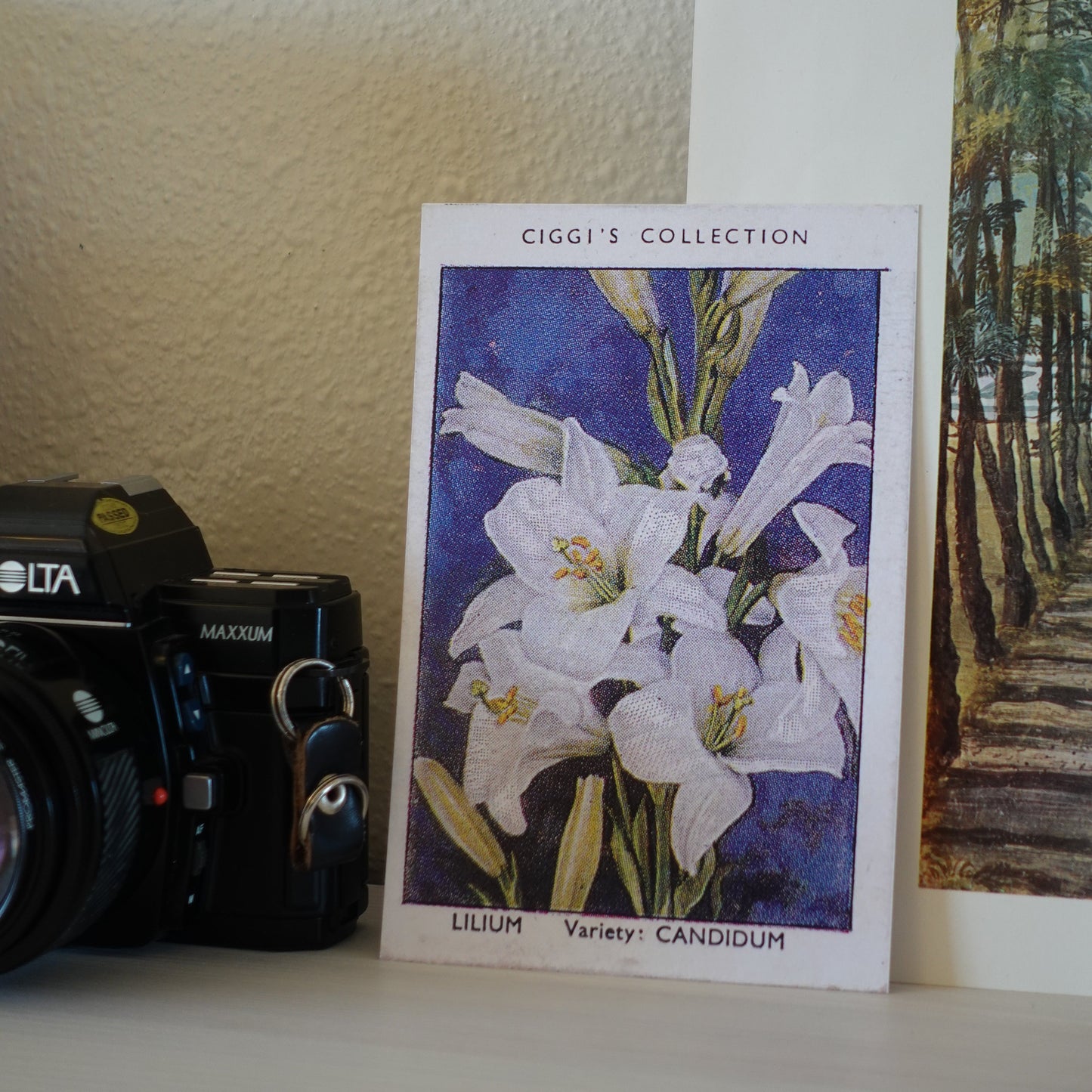 Vintage Lilium Flower Print | 1930's Cigarette Card
