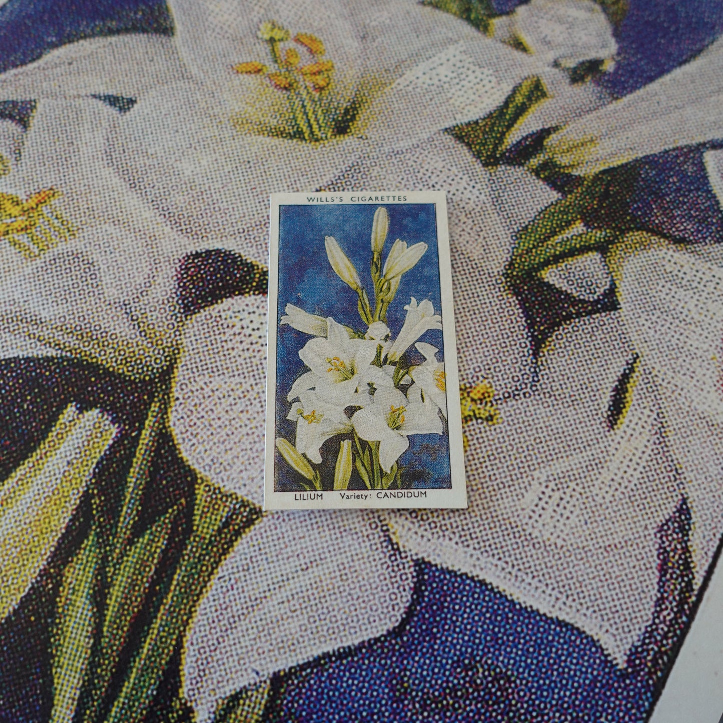 Vintage Lilium Flower Print | 1930's Cigarette Card