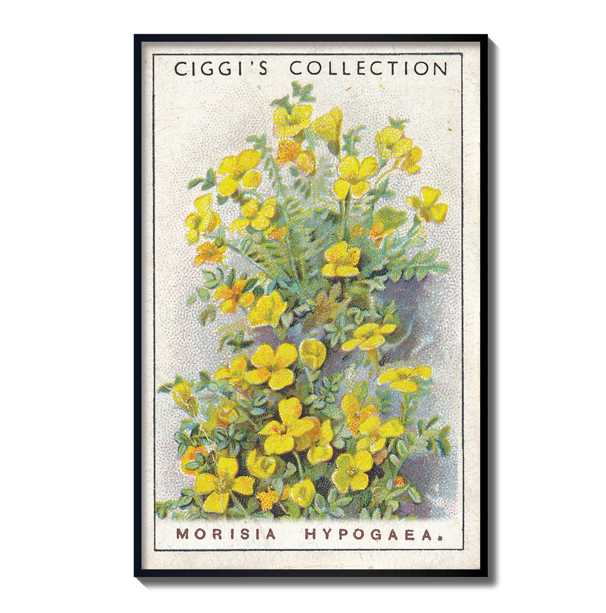 Vintage Morisia Hypogaea Flower Print | 1930's Cigarette Card