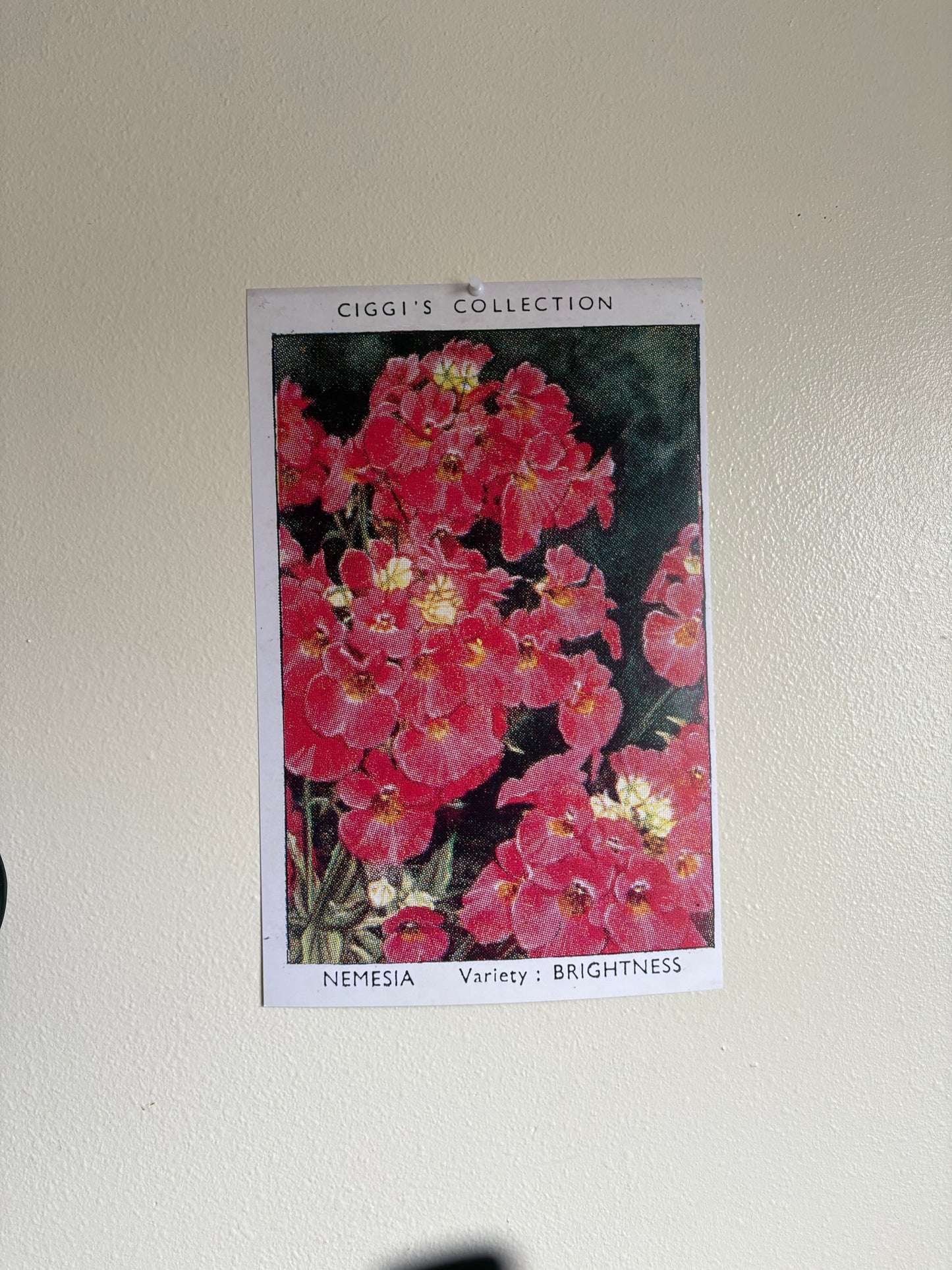 Vintage Nemesia Flower Print #1 | 1930s Cigarette Card Art