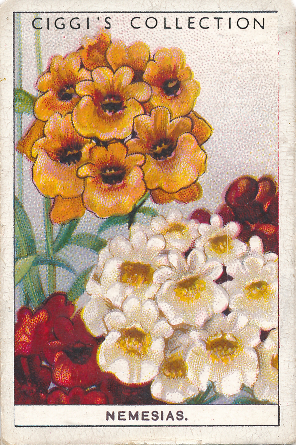 Garden Flowers 2 Posters