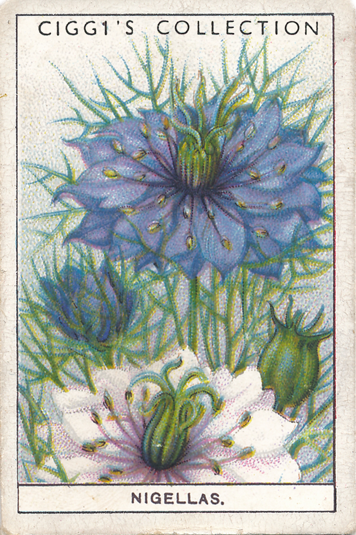 Garden Flowers 2 Posters